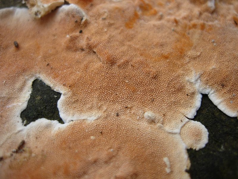 Steccherinum sp. (Steccherinum ochraceum)